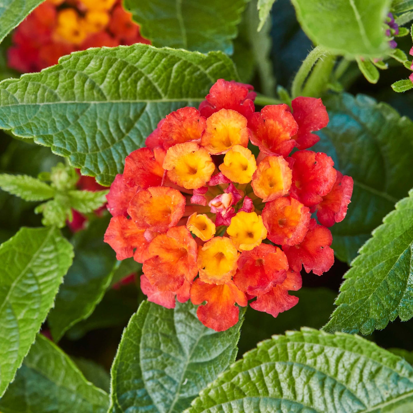 Wandelröschen (Lantana) 'Evita®' in verschiedenen Farben