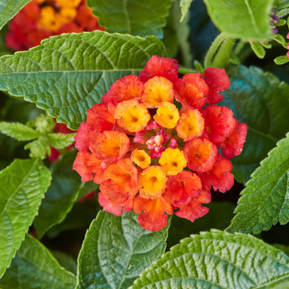 Wandelröschen (Lantana) 'Evita®' in verschiedenen Farben