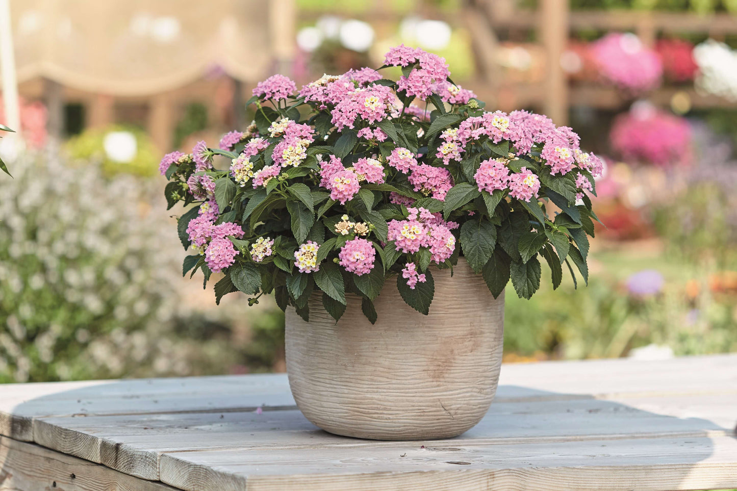 Wandelröschen (Lantana) 'Evita®' in verschiedenen Farben