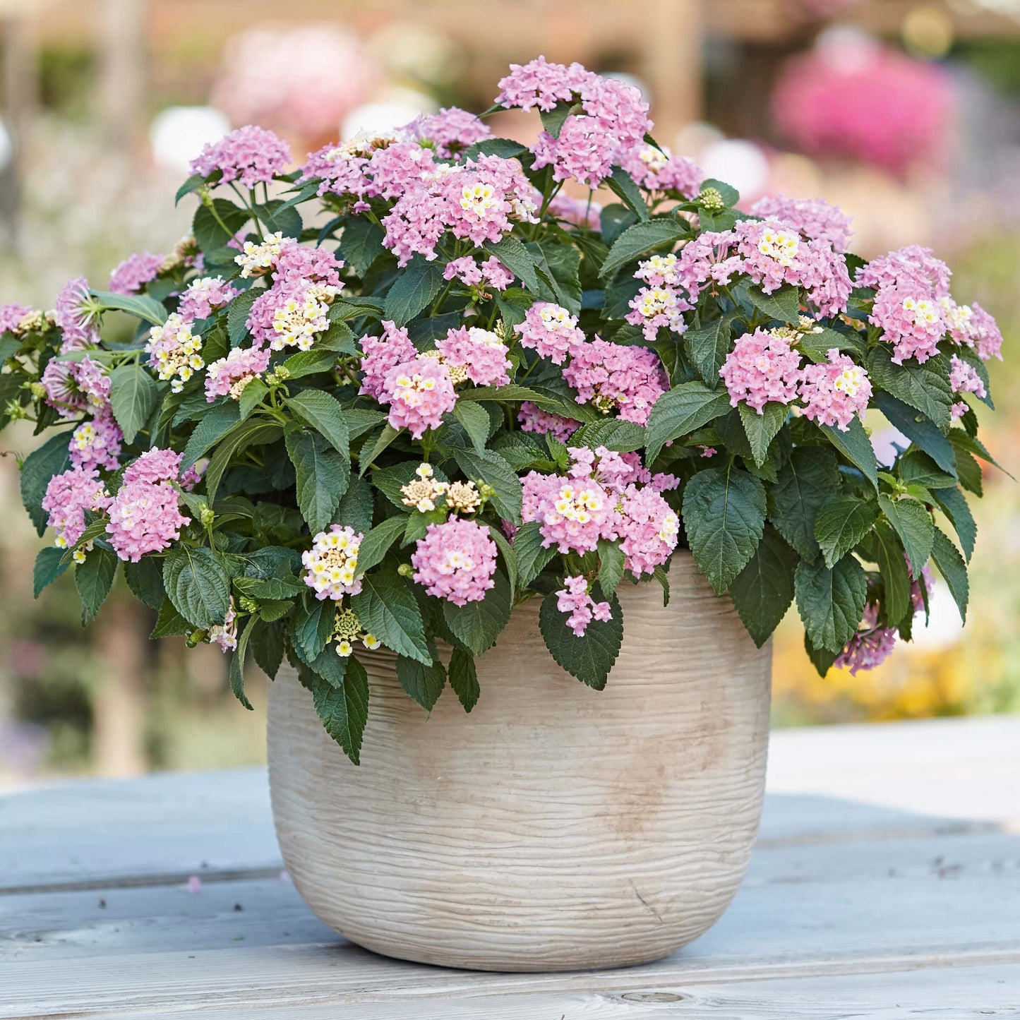 Wandelröschen (Lantana) 'Evita®' in verschiedenen Farben