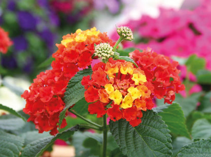 Wandelröschen (Lantana) 'Evita®' in verschiedenen Farben
