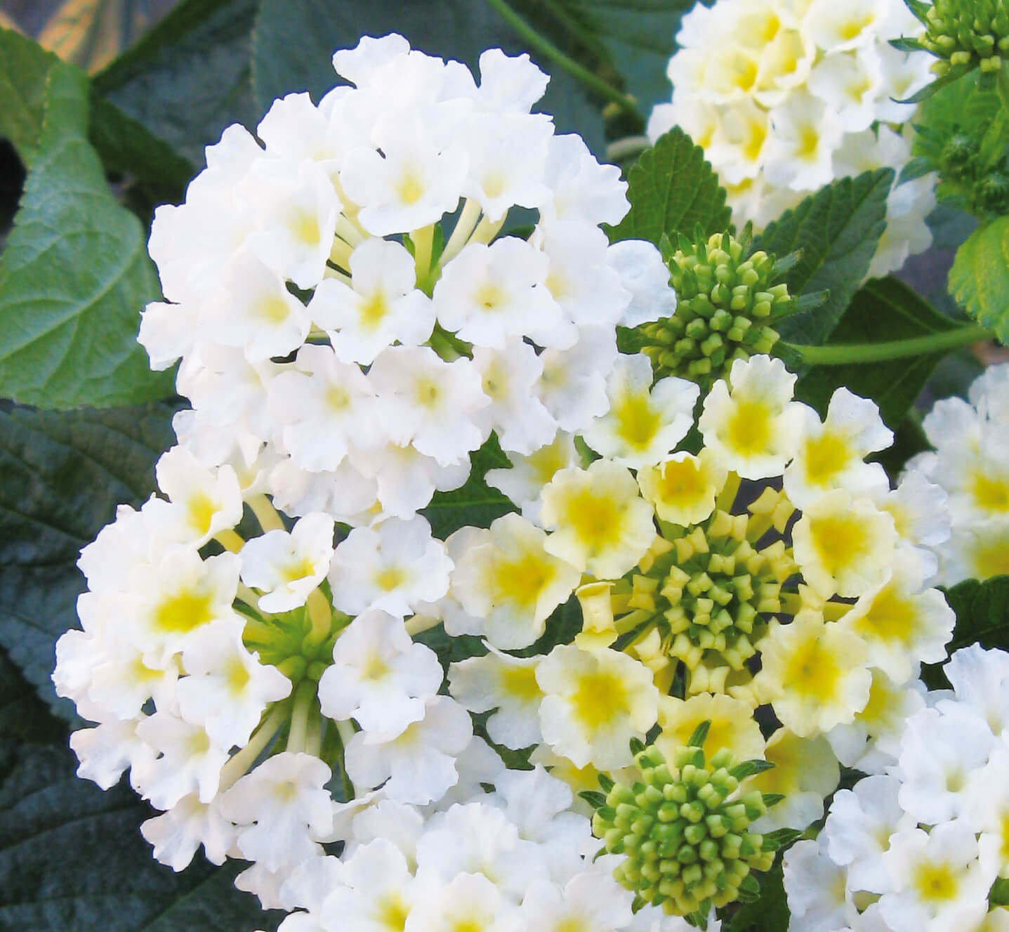 Wandelröschen (Lantana) 'Evita®' in verschiedenen Farben
