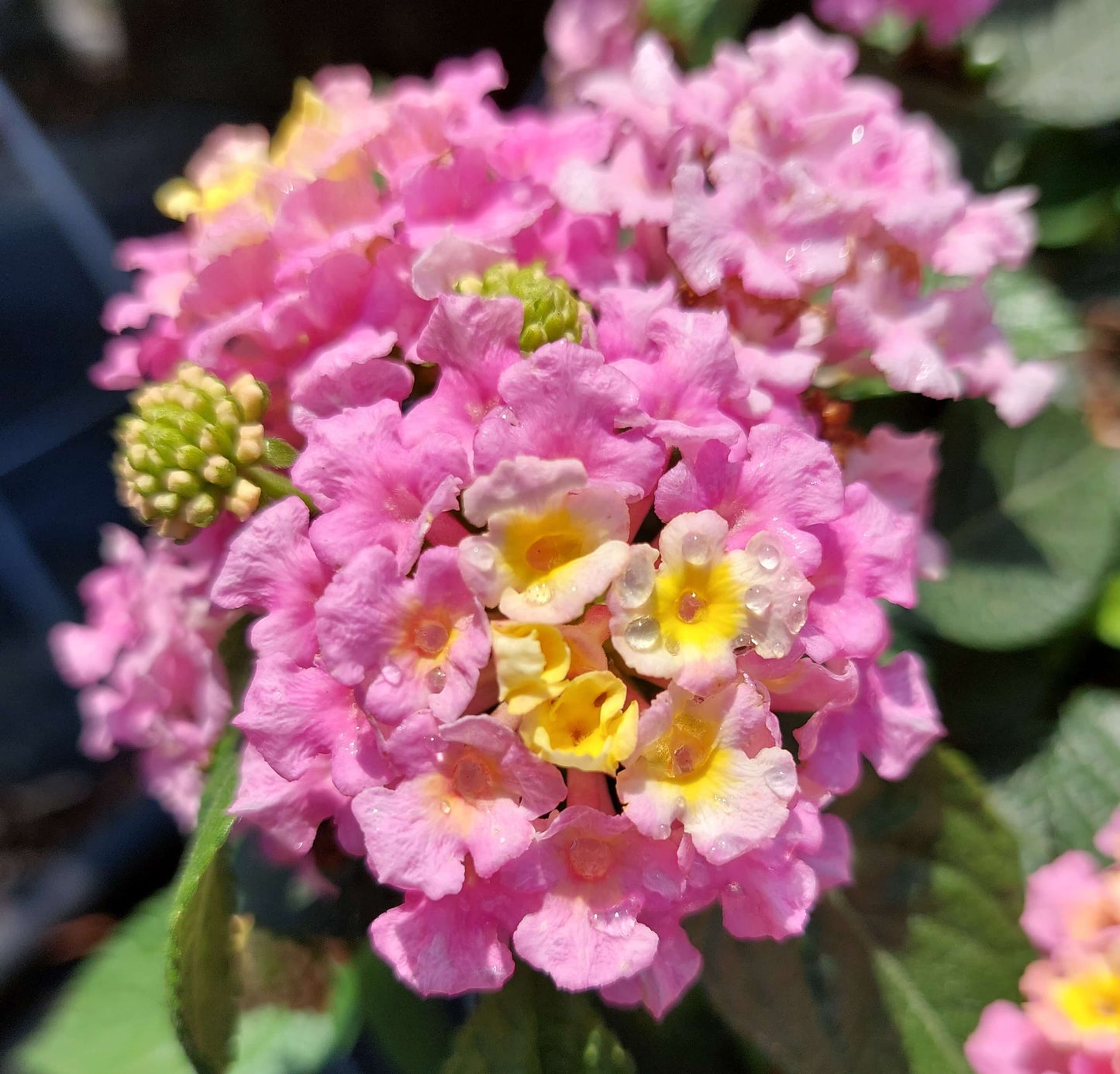 Wandelröschen (Lantana) 'Evita®' in verschiedenen Farben