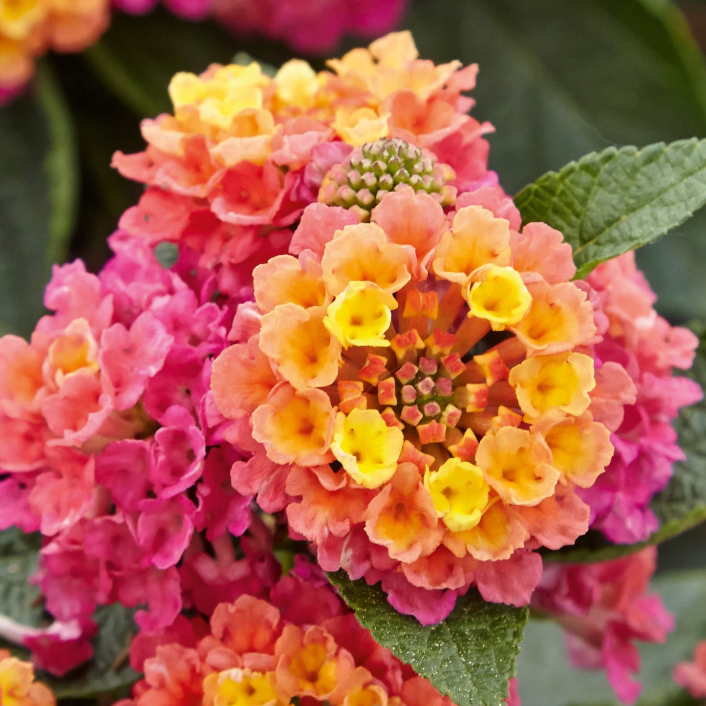 Wandelröschen (Lantana) 'Evita®' in verschiedenen Farben