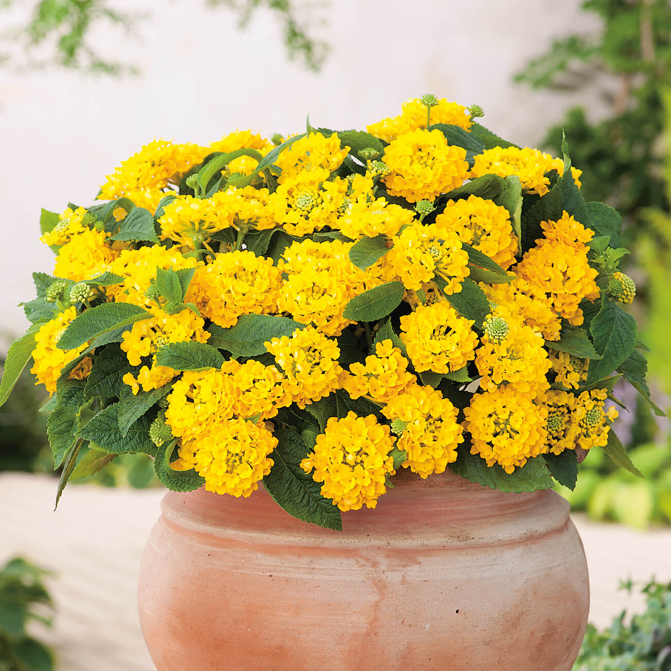 Wandelröschen (Lantana) 'Evita®' in verschiedenen Farben