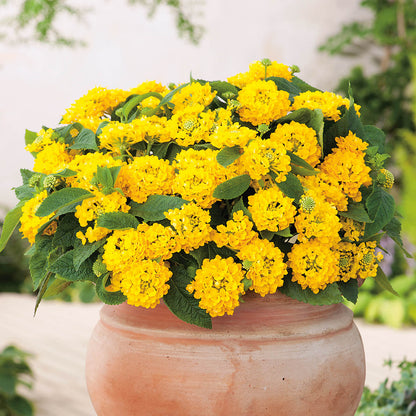 Wandelröschen (Lantana) 'Evita®' in verschiedenen Farben