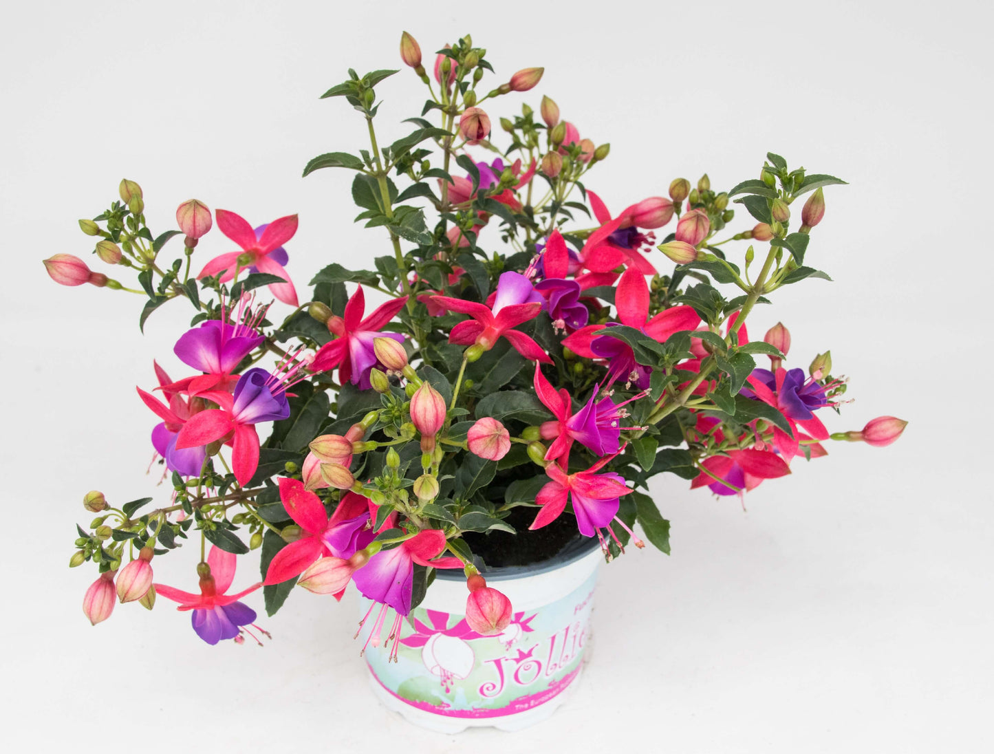 Stehende Fuchsien (Fuchsia) im Spar-Set | 4 Stück