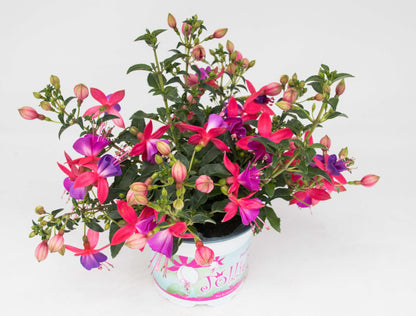 Stehende Fuchsien (Fuchsia) im Spar-Set | 4 Stück