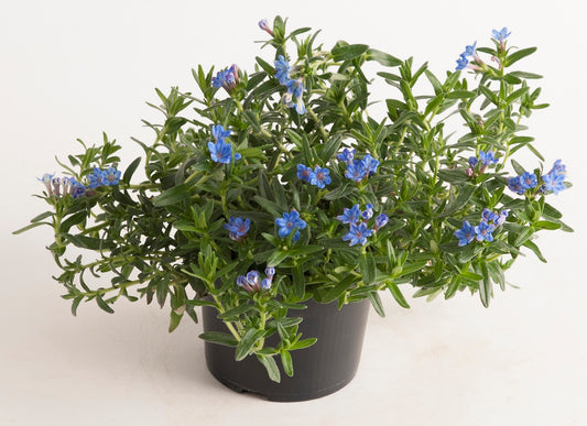 Steinsame (Lithodora diffusa) 'Heavenly Blue' T12