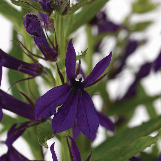 Staudenlobelie (Lobelia speciosa) 'Starship™ Blue' T12 - winterhart