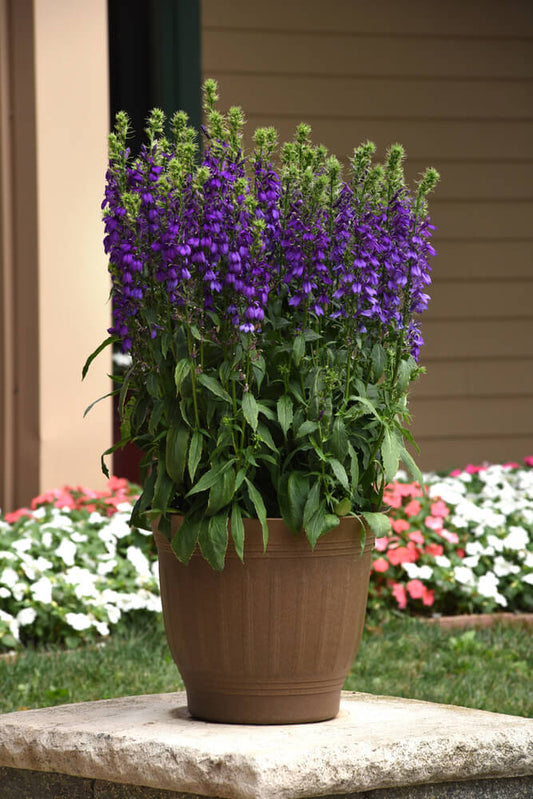 Staudenlobelie (Lobelia speciosa) 'Starship™ Blue' T12 - winterhart