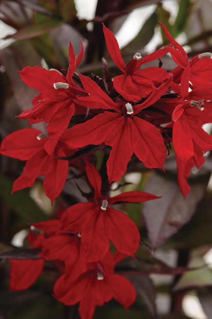 Staudenlobelie (Lobelia speciosa) 'Starship™ Scarlet Bronze Leaved' T12 - winterhart
