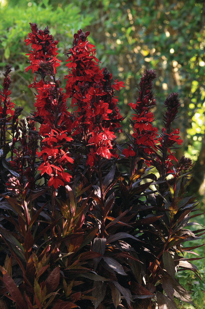 Staudenlobelie (Lobelia speciosa) 'Starship™ Scarlet Bronze Leaved' T12 - winterhart