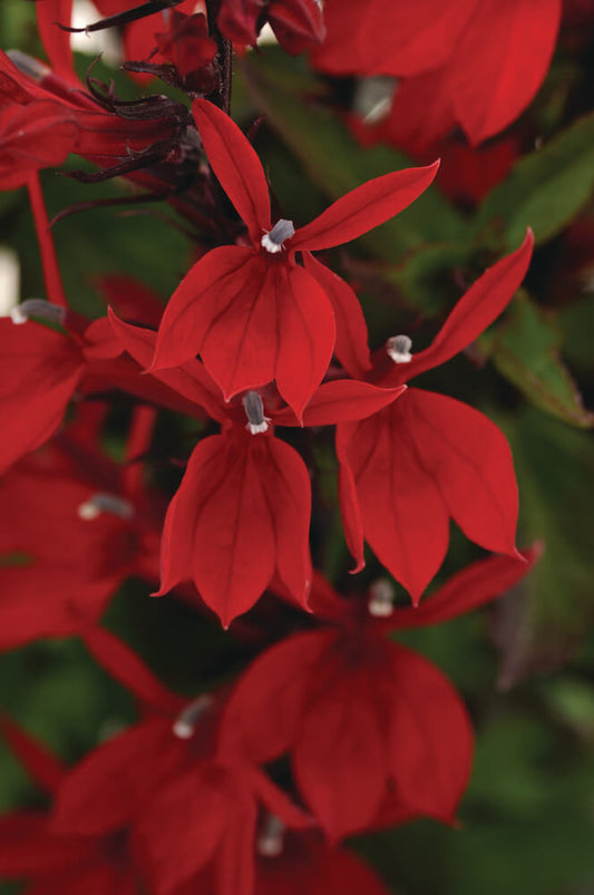 Staudenlobelie (Lobelia speciosa) 'Starship™ Scarlet' T12 - winterhart