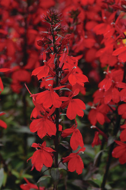 Staudenlobelie (Lobelia speciosa) 'Starship™ Scarlet' T12 - winterhart