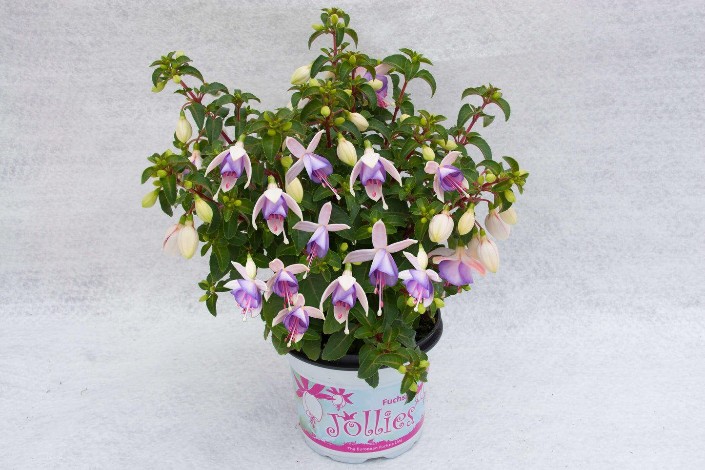 Stehende Fuchsien (Fuchsia) im Spar-Set | 4 Stück