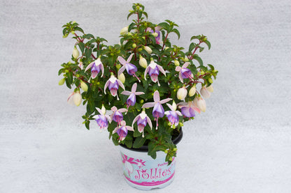 Stehende Fuchsien (Fuchsia) im Spar-Set | 4 Stück