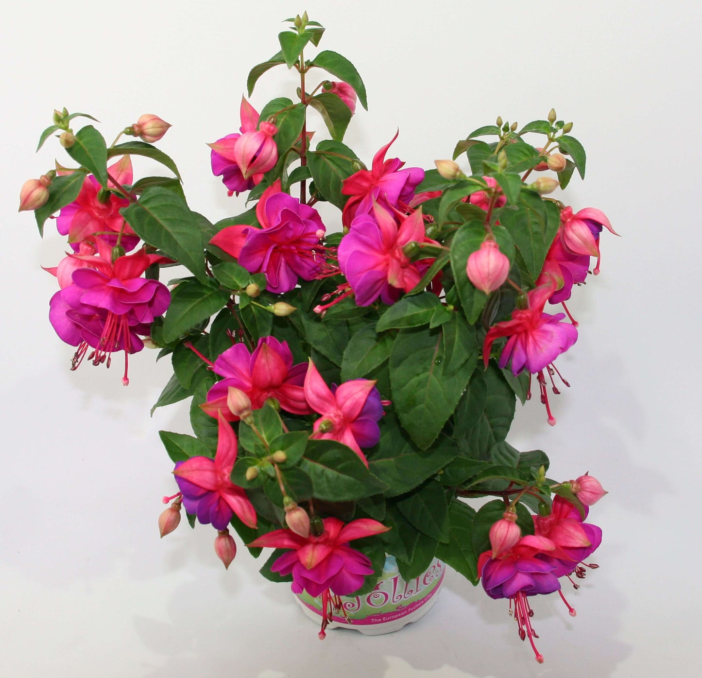 Stehende Fuchsien (Fuchsia) im Spar-Set | 4 Stück