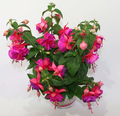 Stehende Fuchsien (Fuchsia) im Spar-Set | 4 Stück