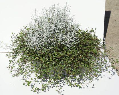 MüCa (Muehlenbeckia+Calocepalus) T12