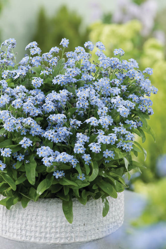 Vergissmeinnicht (Myosotis sylvatica) in verschiedenen Farben | 3 Pflanzen im Set