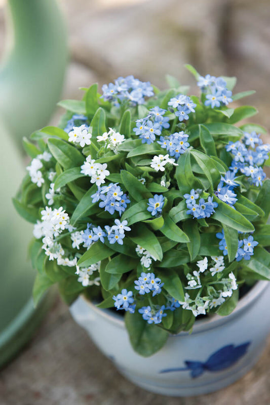 Vergissmeinnicht-Duo (Myosotis sylvatica) 'Mon Amie MixMasters®' in verschiedenen Kombinationen