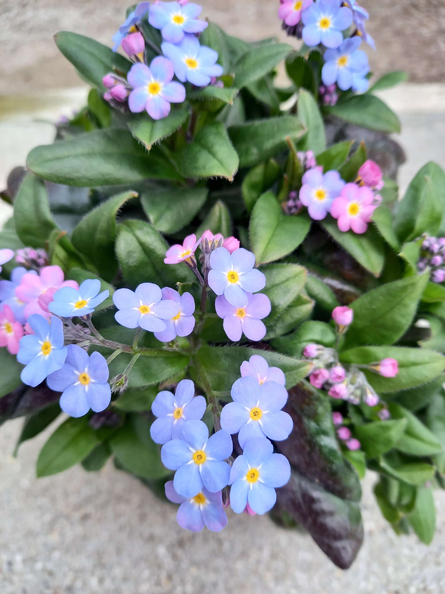 Vergissmeinnicht (Myosotis sylvatica) 'Myomark' T12