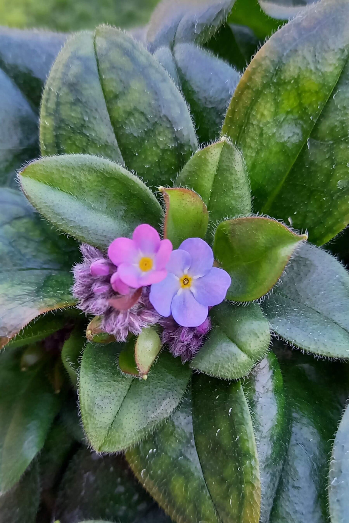 Vergissmeinnicht (Myosotis sylvatica) 'Myomark' T12