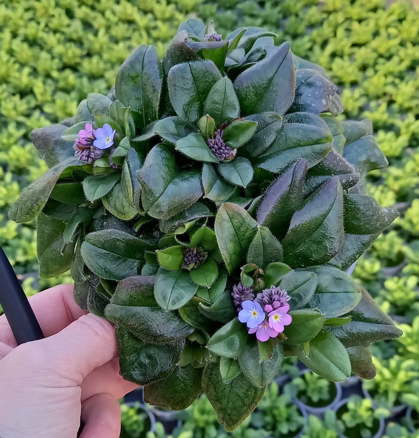 Vergissmeinnicht (Myosotis sylvatica) 'Myomark' T12