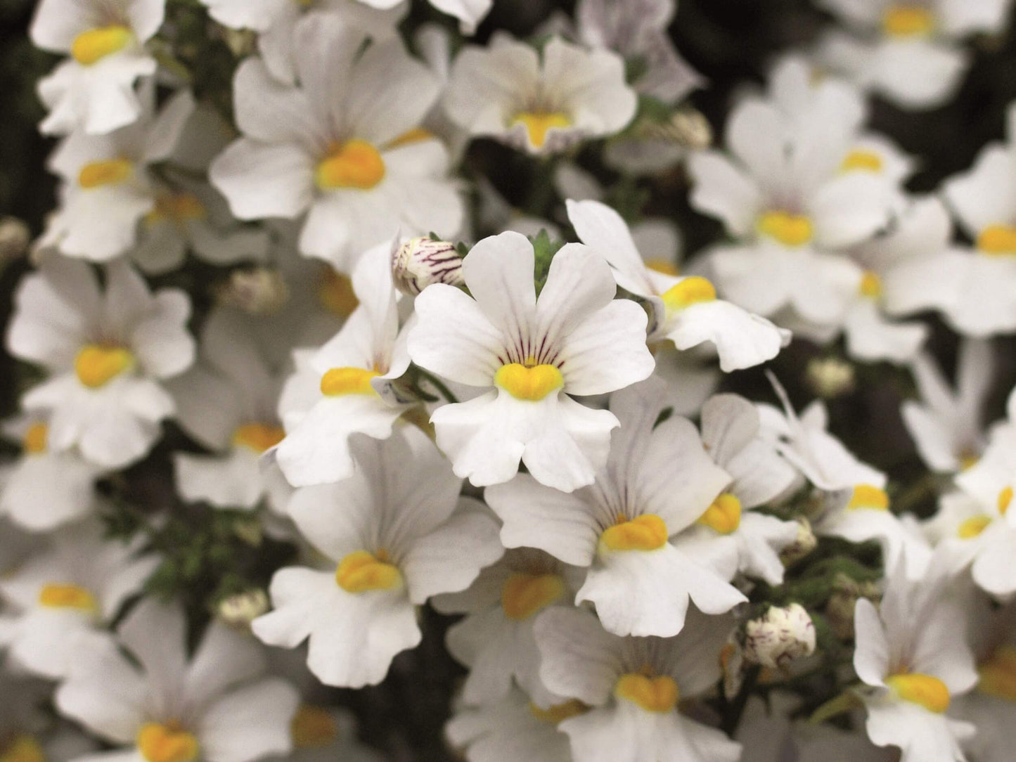Elfenspiegel (Nemesia) 'Sunsatia™ Plus' in verschiedenen Sorten