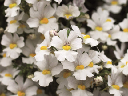 Elfenspiegel (Nemesia) 'Sunsatia™ Plus' in verschiedenen Sorten