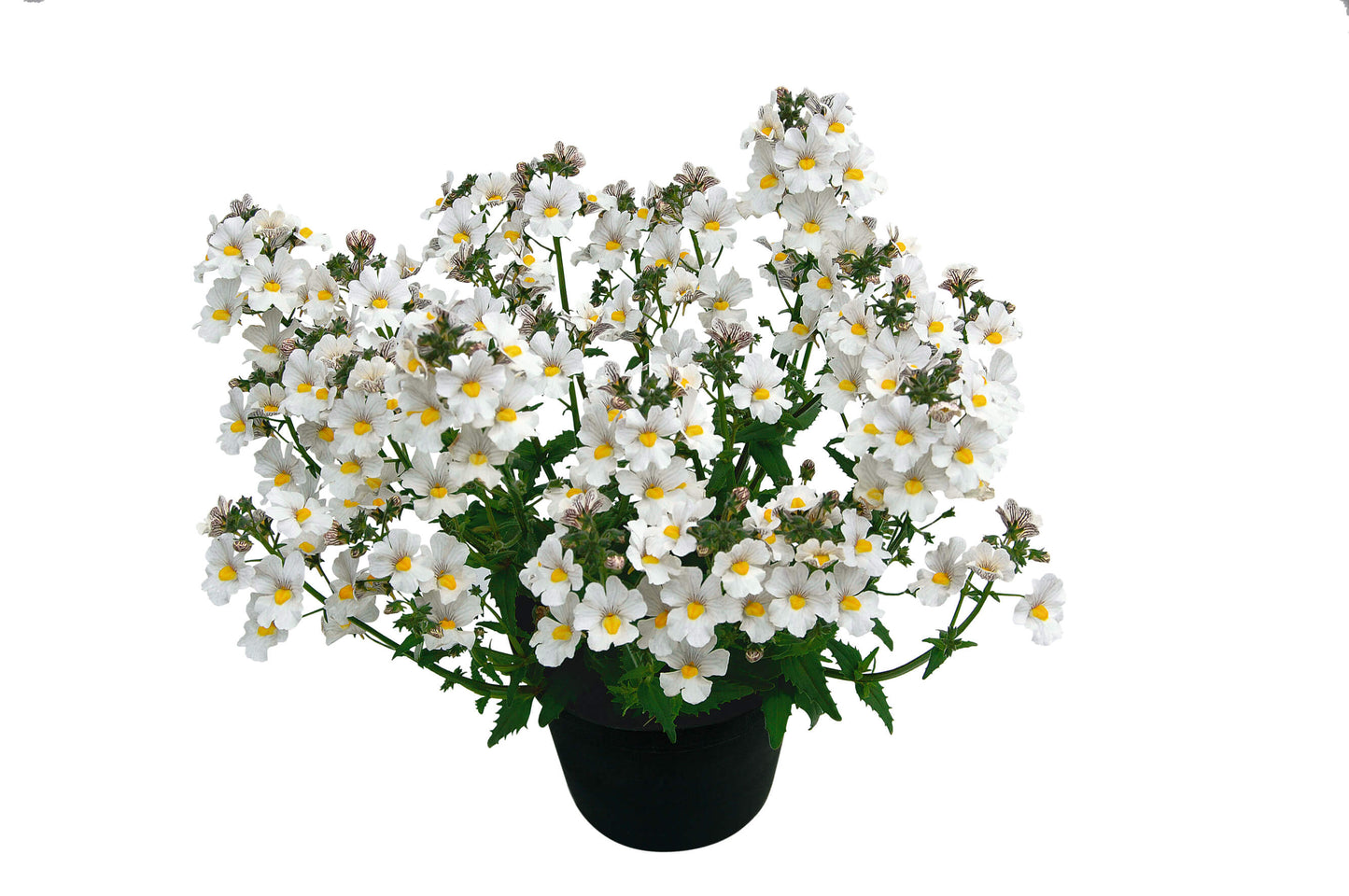 Elfenspiegel (Nemesia) 'Sunsatia™ Plus' in verschiedenen Sorten