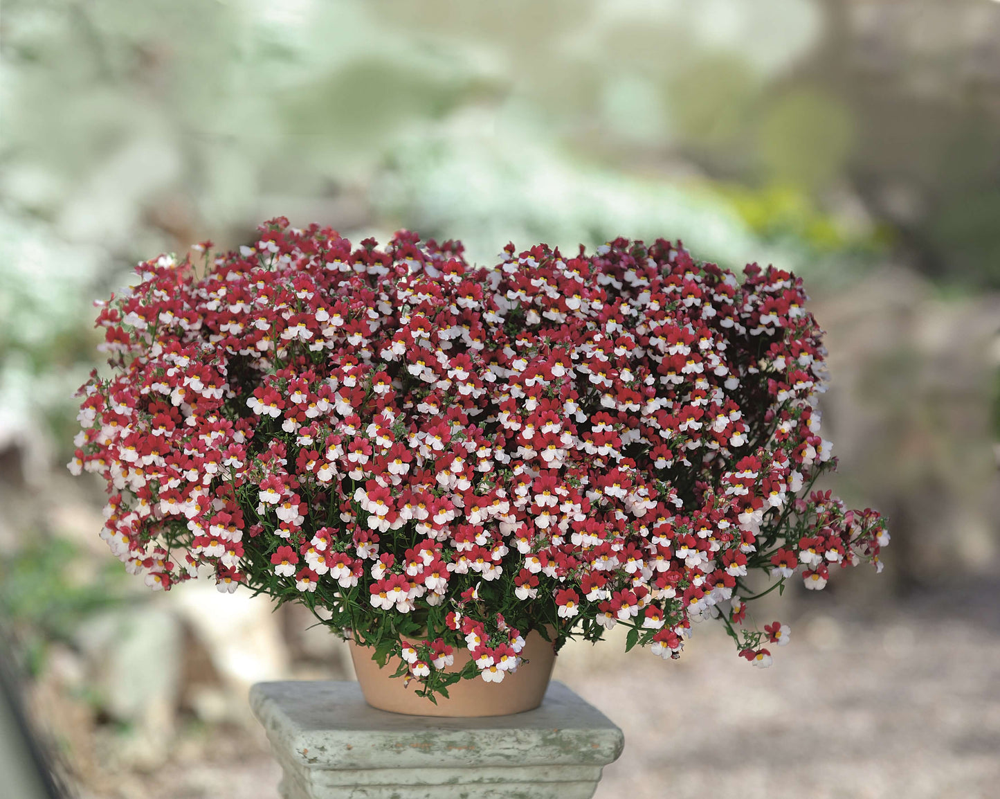 Elfenspiegel (Nemesia) 'Sunsatia™ Plus' in verschiedenen Sorten