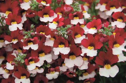 Elfenspiegel (Nemesia) 'Sunsatia™ Plus' in verschiedenen Sorten