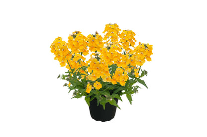 Elfenspiegel (Nemesia) 'Sunsatia™ Plus' in verschiedenen Sorten