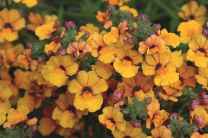 Elfenspiegel (Nemesia) 'Sunsatia™ Plus' in verschiedenen Sorten