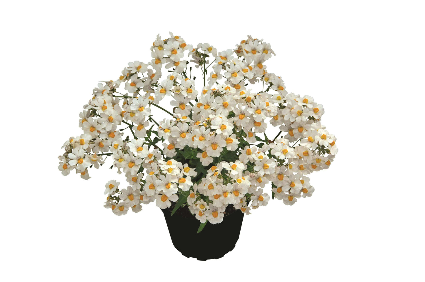 Elfenspiegel (Nemesia) 'Sunsatia™ Plus' in verschiedenen Sorten