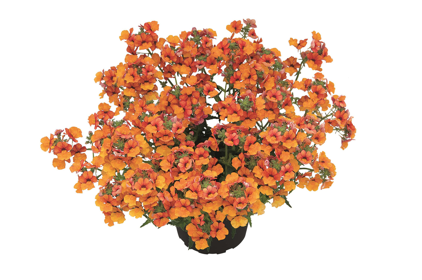 Elfenspiegel (Nemesia) 'Sunsatia™ Plus' in verschiedenen Sorten