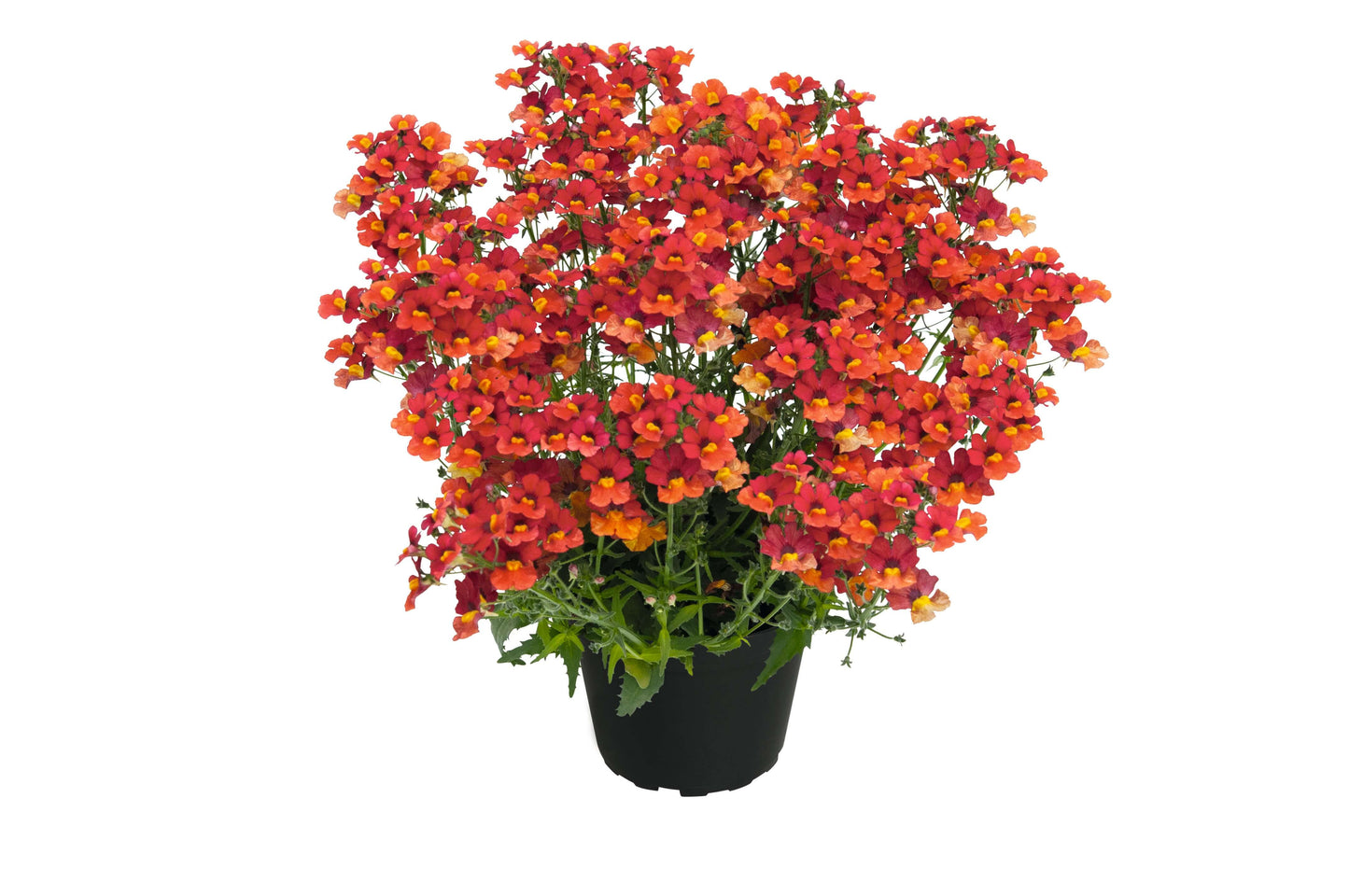 Elfenspiegel (Nemesia) 'Sunsatia™ Plus' in verschiedenen Sorten