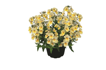 Elfenspiegel (Nemesia) 'Sunsatia™ Plus' in verschiedenen Sorten