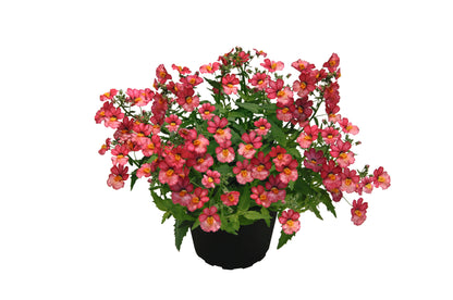 Elfenspiegel (Nemesia) 'Sunsatia™ Plus' in verschiedenen Sorten