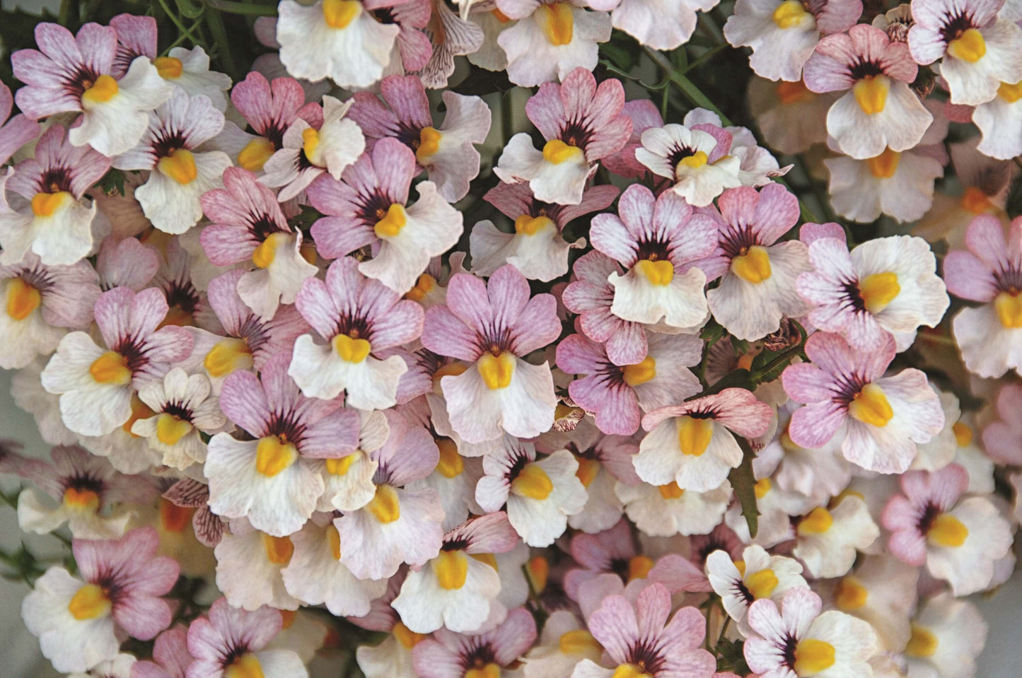 Elfenspiegel (Nemesia) 'Sunsatia™ Plus' in verschiedenen Sorten