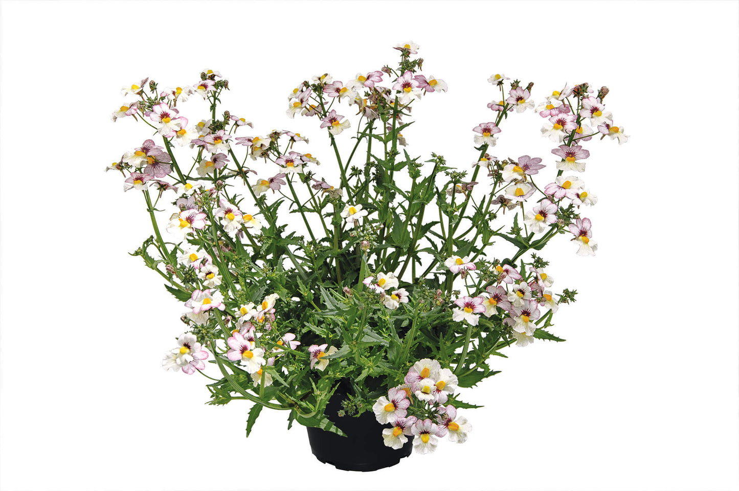 Elfenspiegel (Nemesia) 'Sunsatia™ Plus' in verschiedenen Sorten