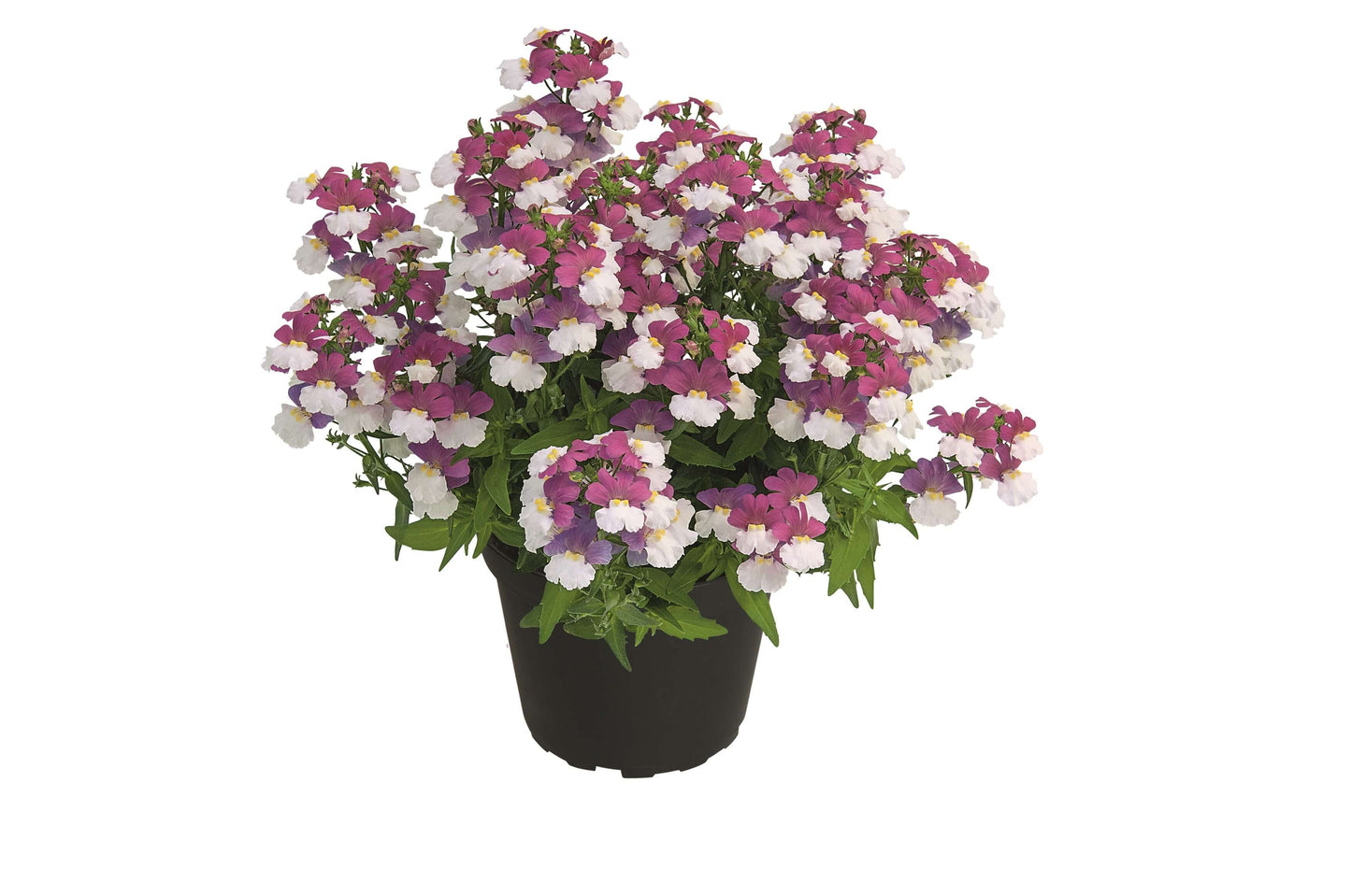 Elfenspiegel (Nemesia) 'Sunsatia™ Plus' in verschiedenen Sorten