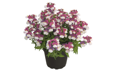 Elfenspiegel (Nemesia) 'Sunsatia™ Plus' in verschiedenen Sorten