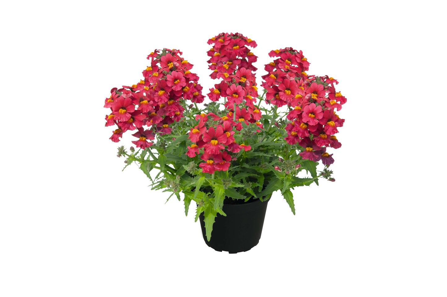 Elfenspiegel (Nemesia) 'Sunsatia™ Plus' in verschiedenen Sorten