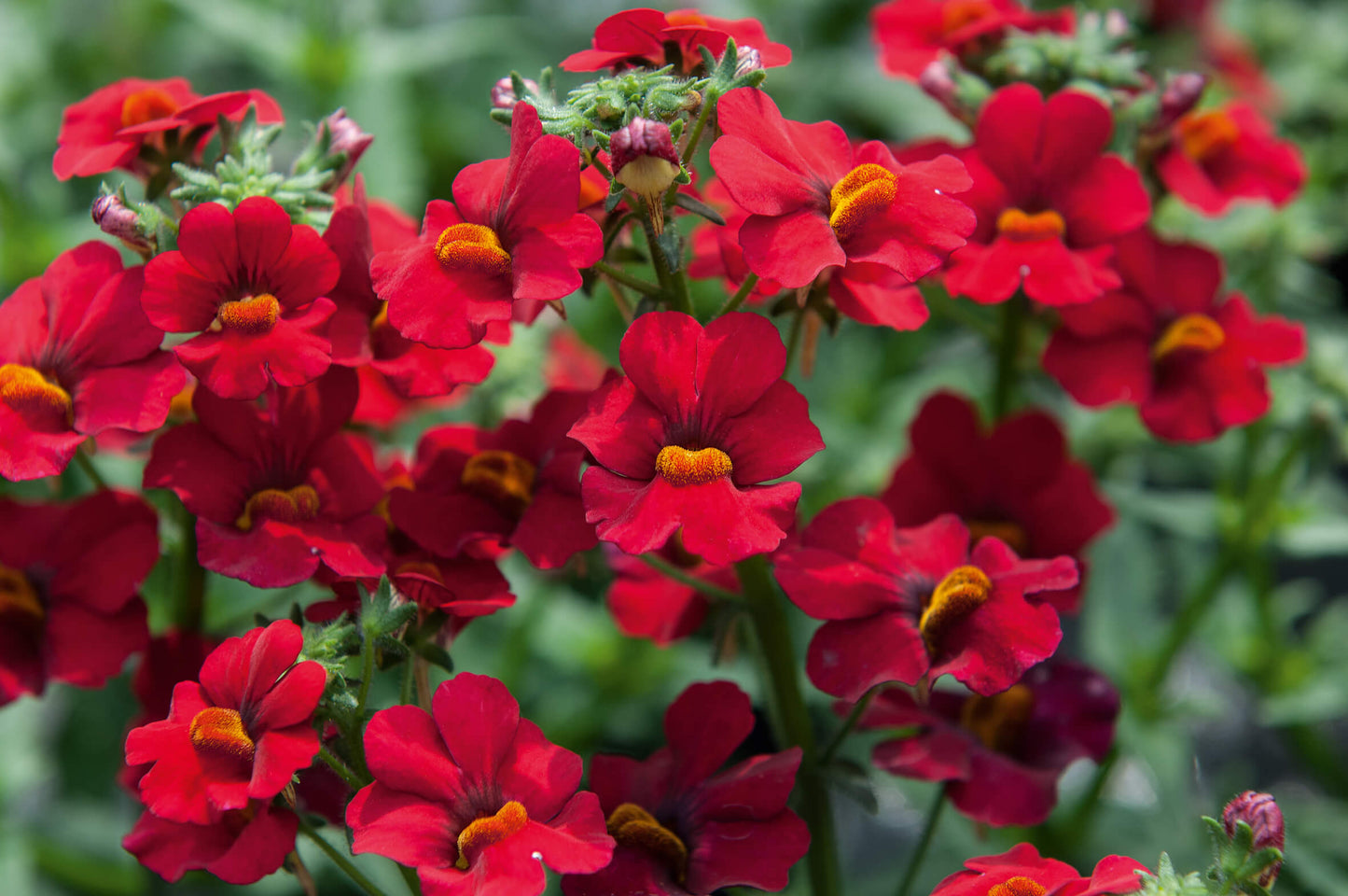 Elfenspiegel (Nemesia) 'Sunsatia™ Plus' in verschiedenen Sorten