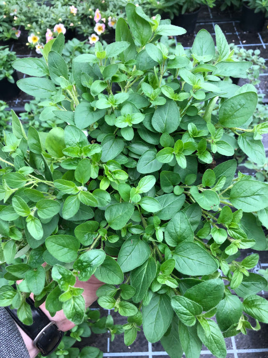 Hängender Oregano (Origanum vulgare) 'Vitara® Cascata® Green' T12