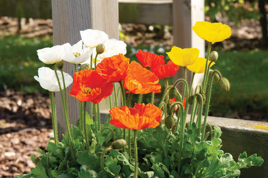 Island-Mohn (Papaver nudicaule) 'Pop-up' in verschiedenen Farben - winterhart