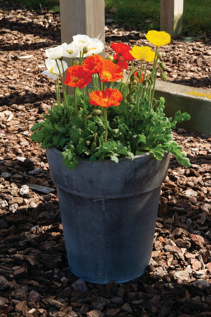 Island-Mohn (Papaver nudicaule) 'Pop-up' in verschiedenen Farben - winterhart